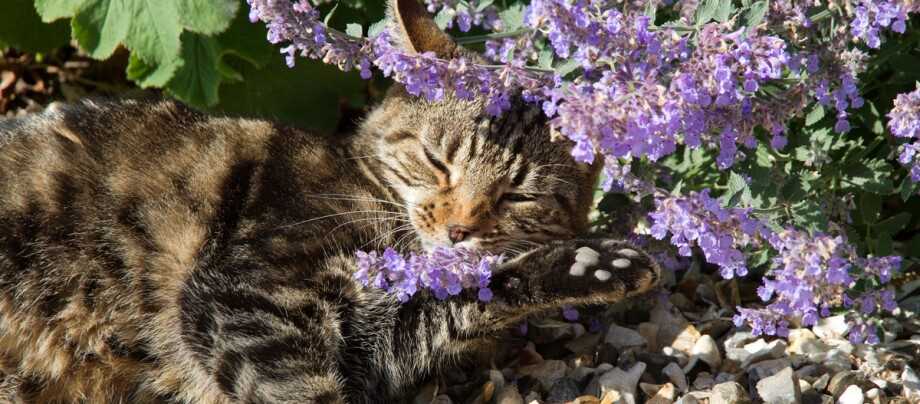 Die Bedeutung des Geruchssinns für Katzen