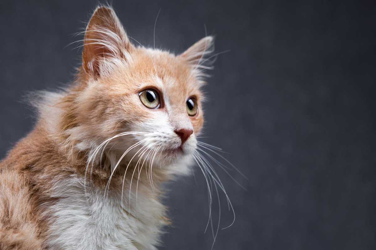 Die Rolle des Geruchssinns bei Katzen