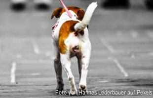 Hygiene beim Hund