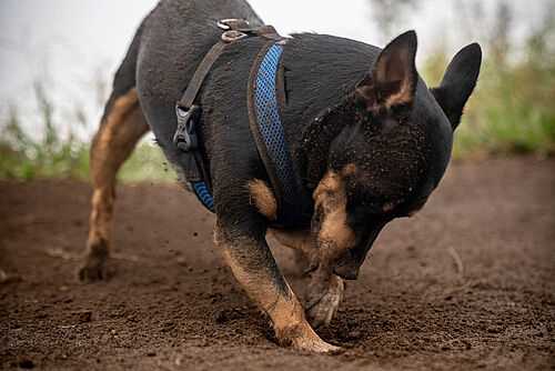 Warum kratzen Hunde nach dem Geschäft? – Die Gründe für dieses Verhalten