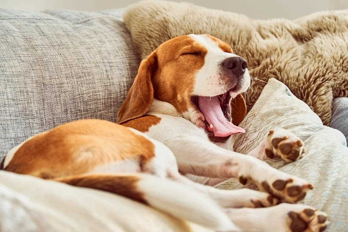 Das individuelle Schlafbedürfnis der Hunde