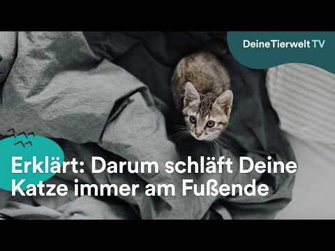 Warum schlafen Katzen am Fußende?