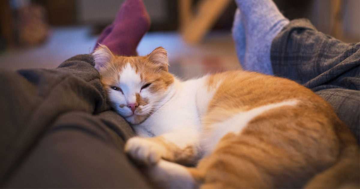 Katzen sind gesellige Tiere und suchen nach Nähe