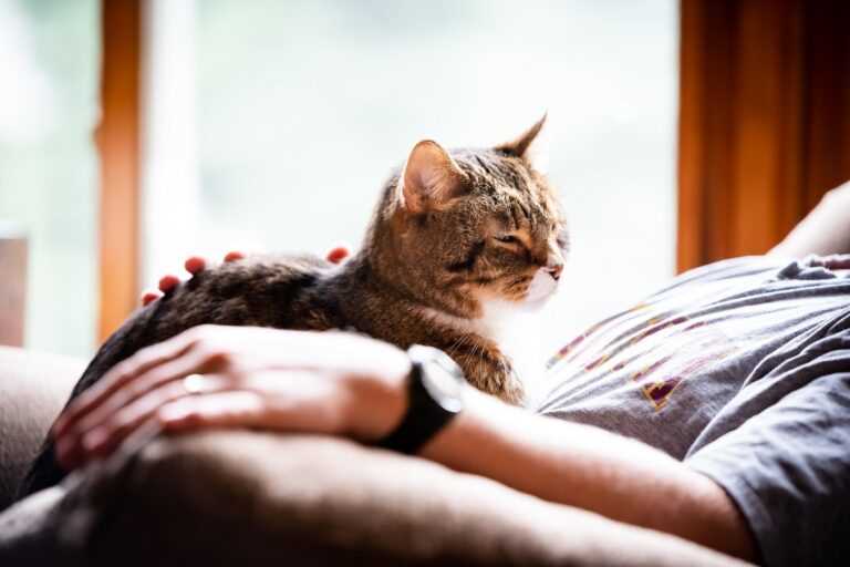 Schlafen auf dem Besitzer kann Stress bei der Katze lindern