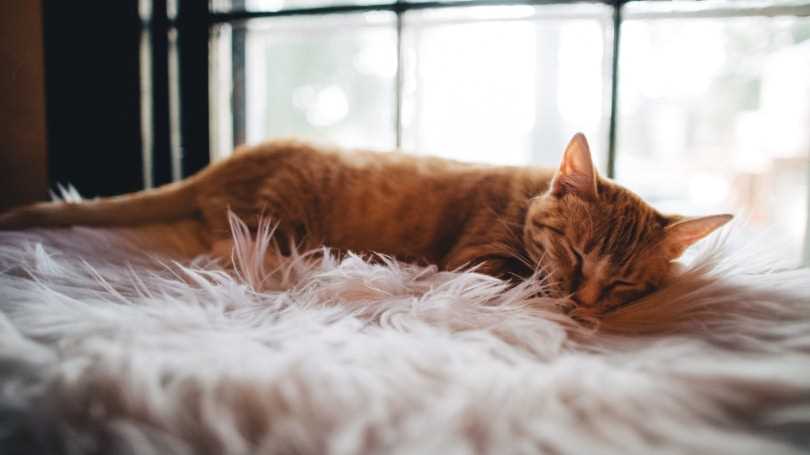 Warum schläft meine Katze bei mir im Bett? Lerne die Gründe hier kennen.