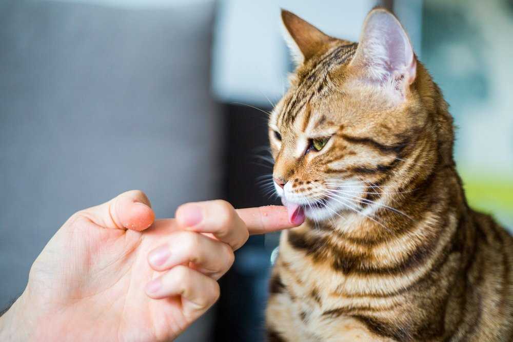 Warum lecken Katzen Menschen ab – Die Gründe dahinter erklärt