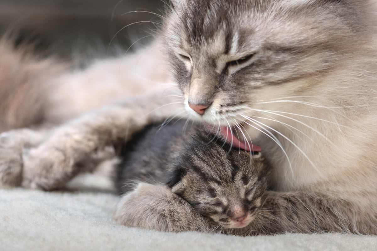 6. Vorsicht bei unbekannten Katzen