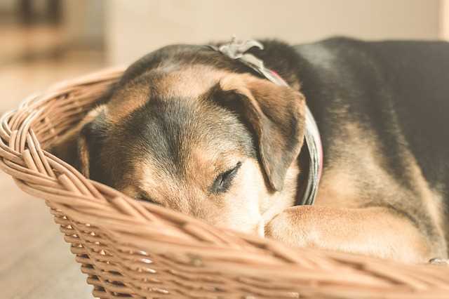 Allergien und Atemwegsprobleme als Auslöser für das Schnarchen von Hunden