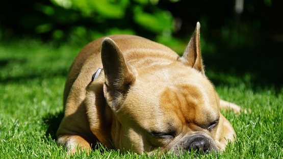 Schlaflage und -umgebung als Einflussfaktoren auf das Schnarchen von Hunden