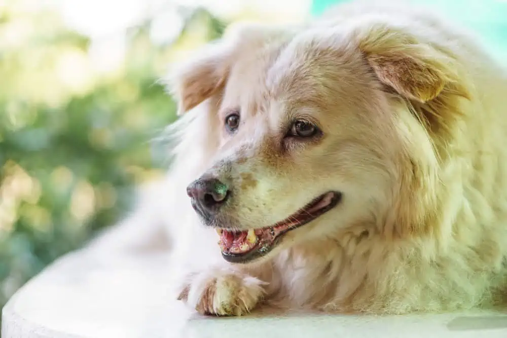 Hunde schnaufen, um ihre Körpertemperatur zu regulieren