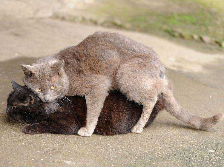 Die Bedeutung des Katzengeschreis