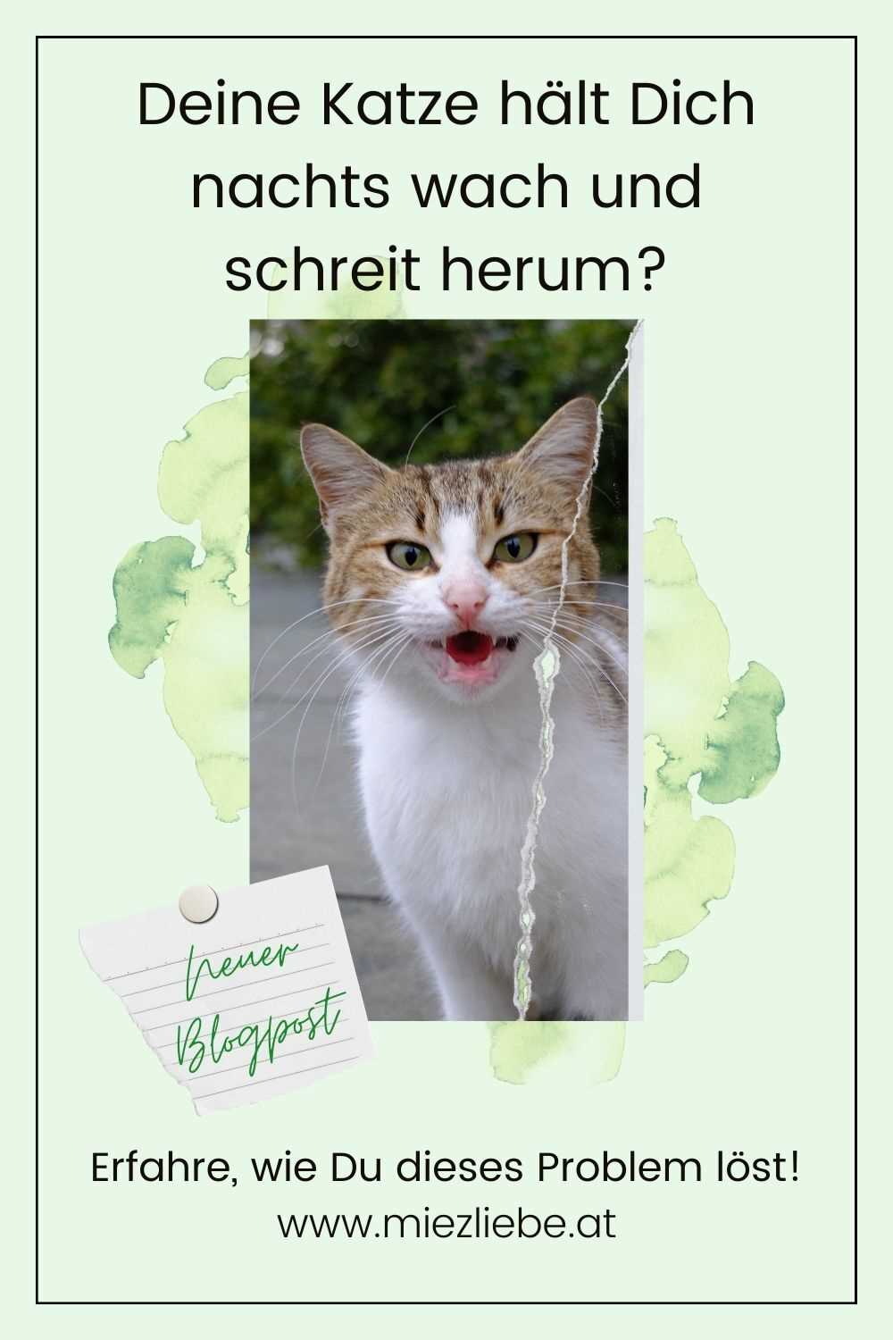 Warum schreit meine Katze nachts: Ursachen und Lösungen