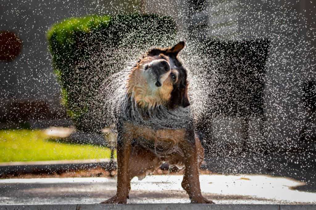 Warum schütteln Hunde sich? – Gründe und Erklärungen