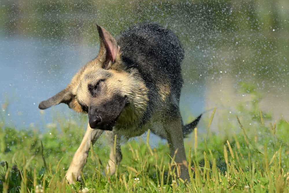 Die Bedeutung des Schüttelns für Hundebesitzer