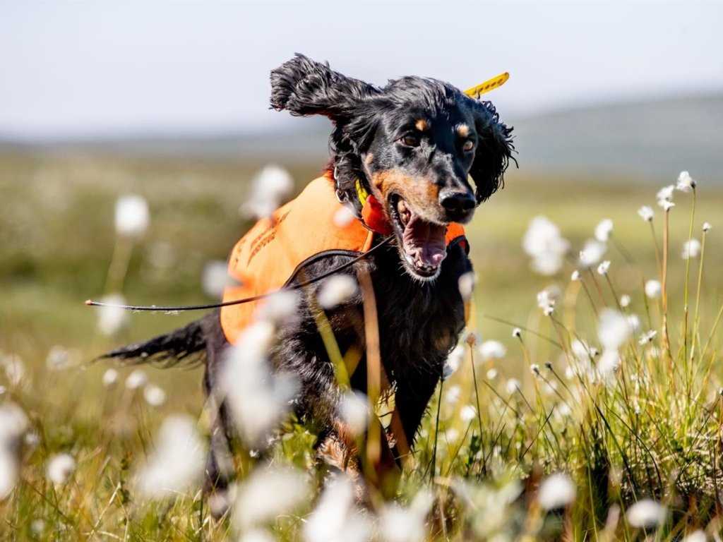 Einfluss der kulturellen Kontexte auf die Ablehnung von Hunden im Islam