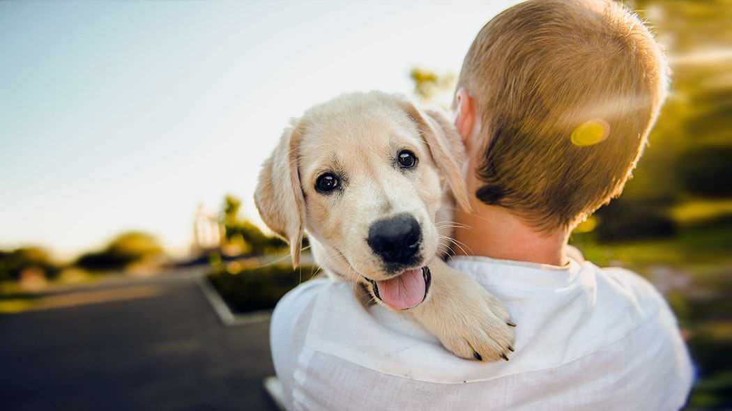 Die Natur der Hunde