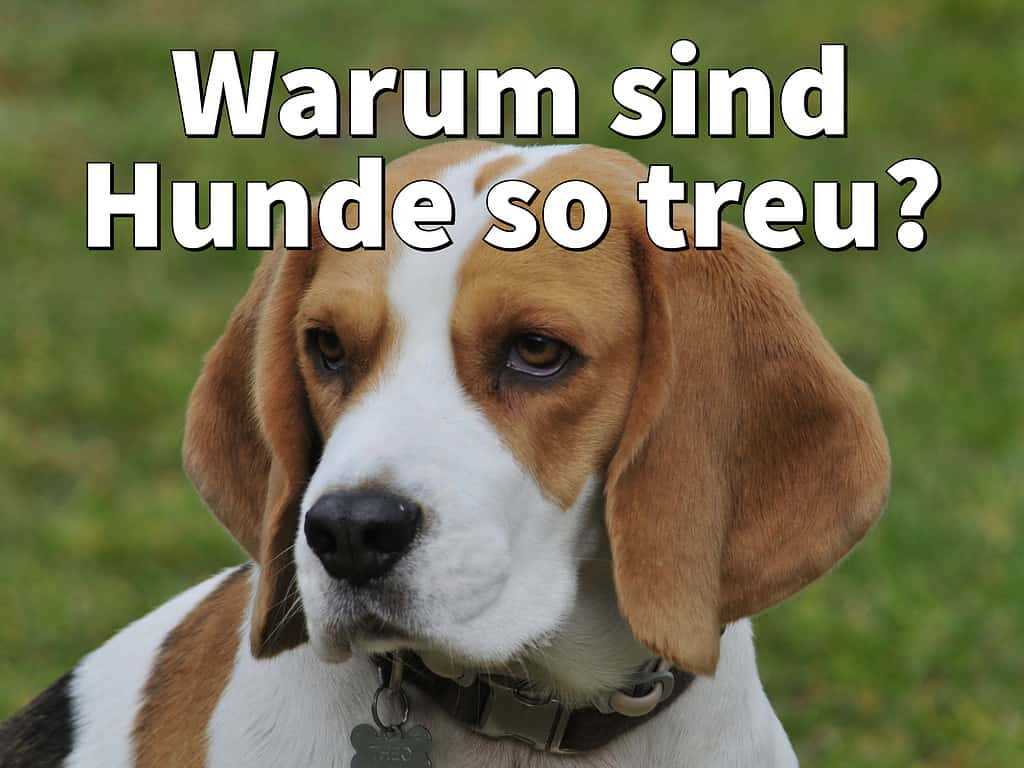 Die Bedeutung von Vertrauen in der menschlichen-Hunde-Beziehung