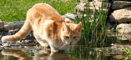 Die Angst vor dem Wasser bei Katzen erklärt