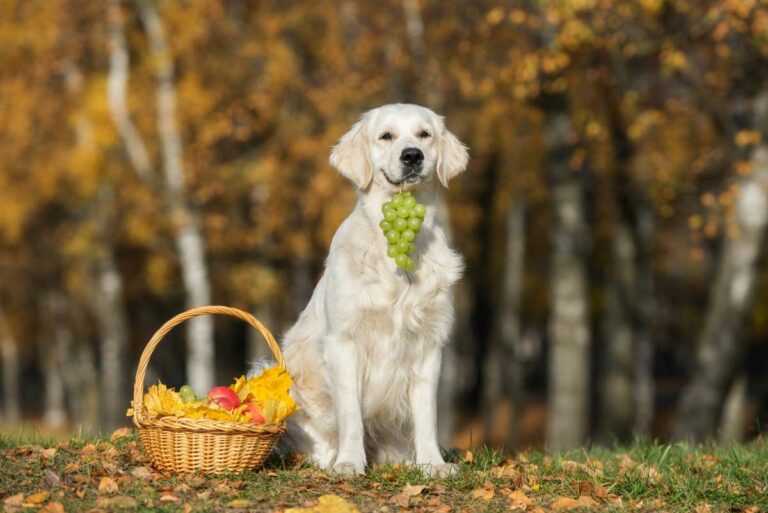 Wie kann ich meinen Hund vor der Vergiftung schützen?