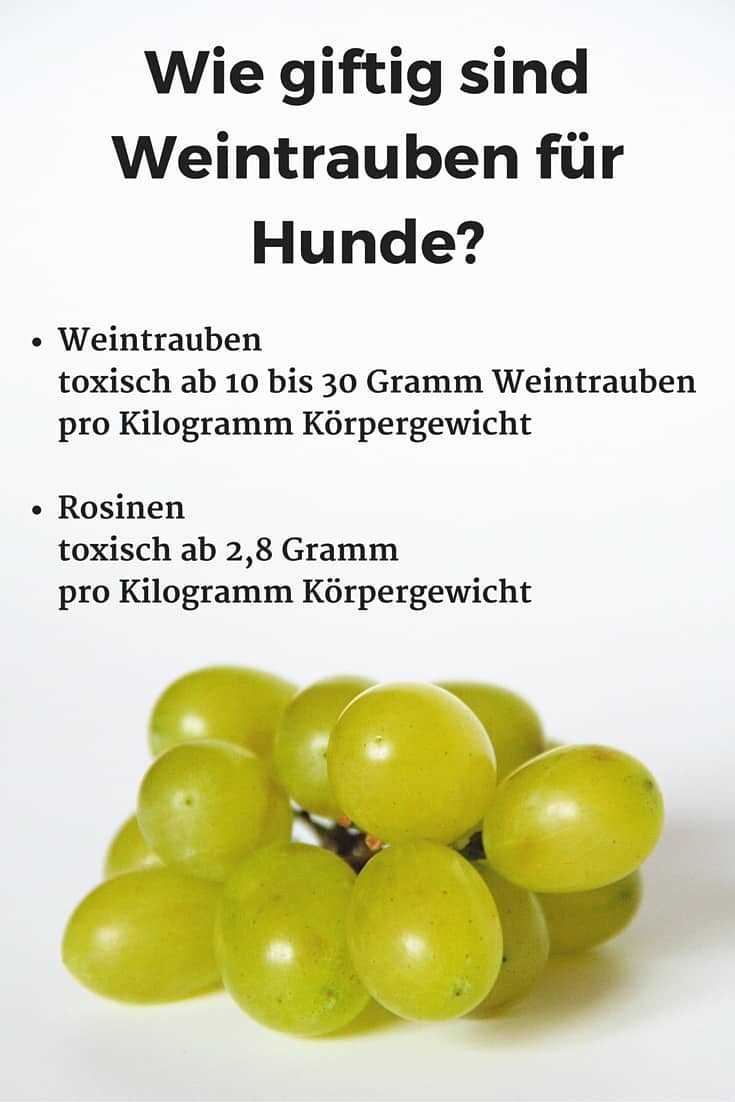 Warum sind Weintrauben für Hunde giftig? – Wichtige Informationen für Hundebesitzer