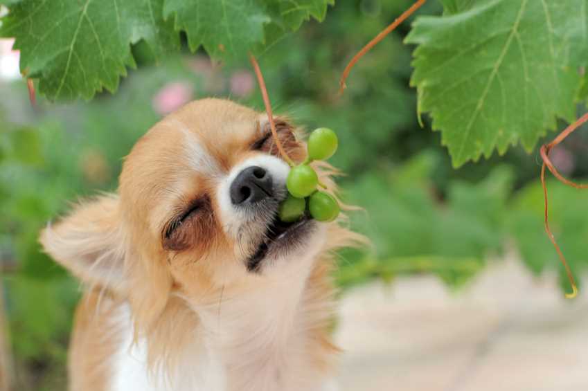 Was tun, wenn mein Hund Weintrauben gefressen hat?