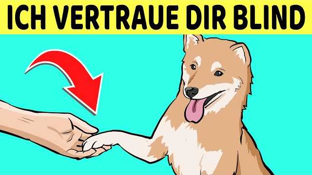 Warum sollte man Hunde nicht auf dem Kopf streicheln?