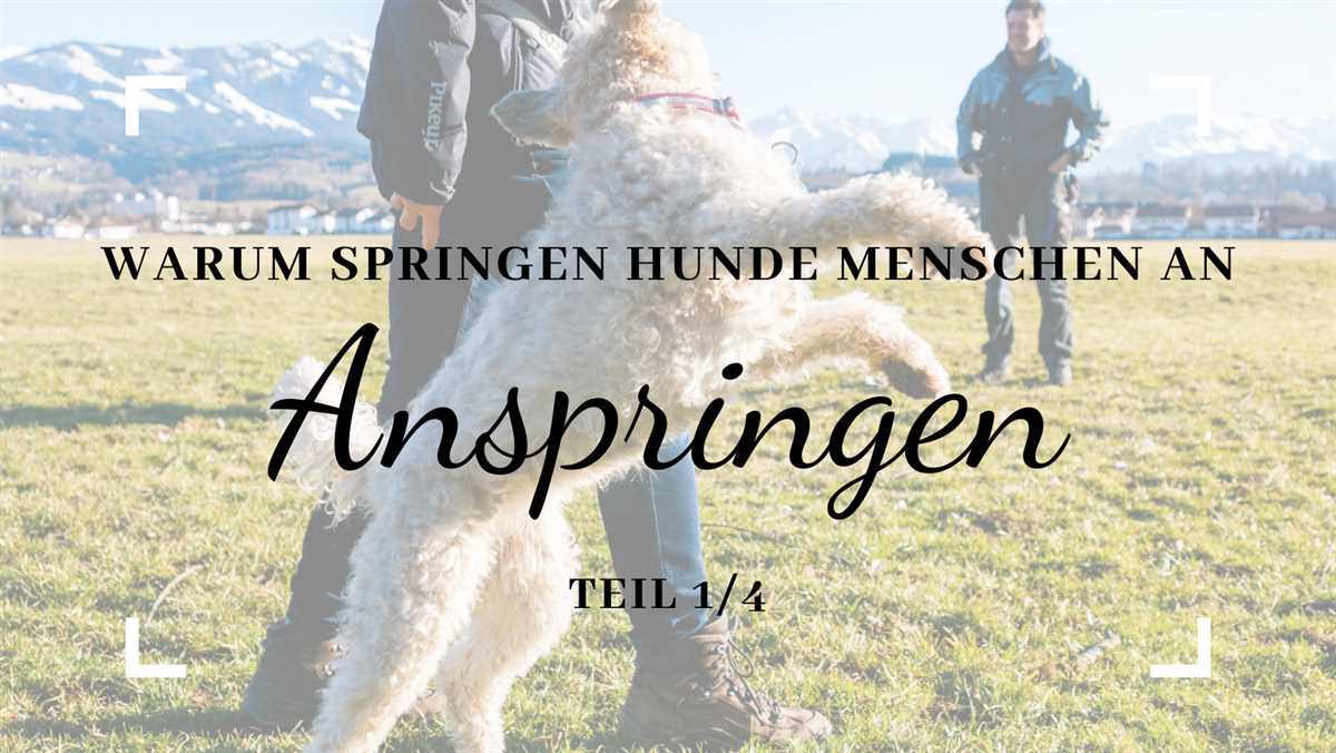 Warum springen Hunde Menschen zur Begrüßung an: Gründe und Lösungen