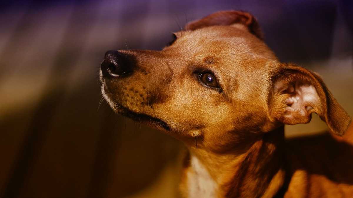 Warum starrt mein Hund mich an: Mögliche Gründe und Bedeutung