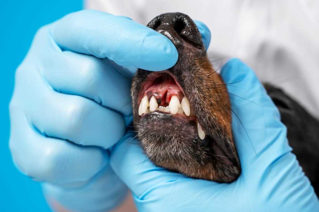 Natürliche Abhilfemaßnahmen gegen Mundgeruch