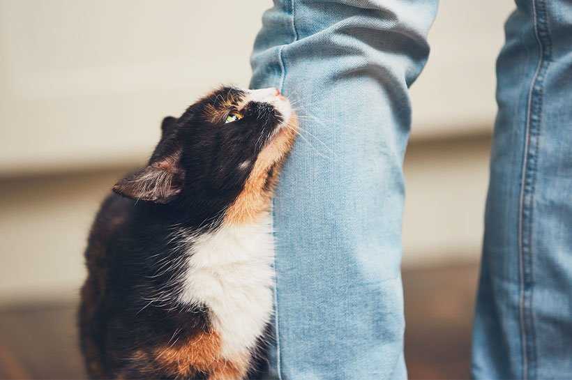 Warum streichen Katzen um die Beine? Gründe für dieses Verhalten