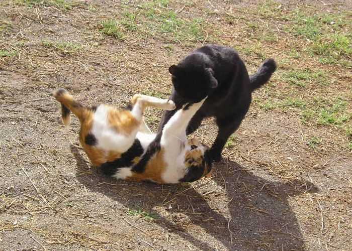 Ursachen für Macht- und Rangkonflikte bei Katzen