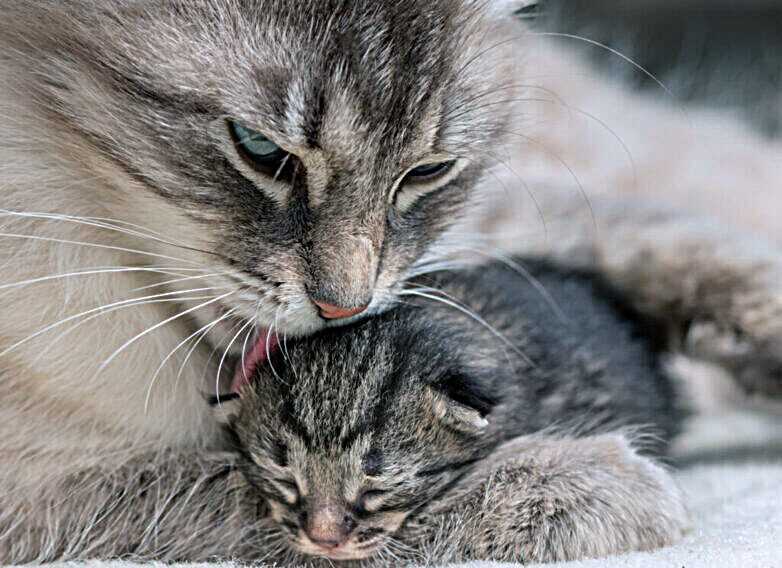 Warum tragen Katzen ihre Babys weg: Die Gründe hinter diesem Verhalten