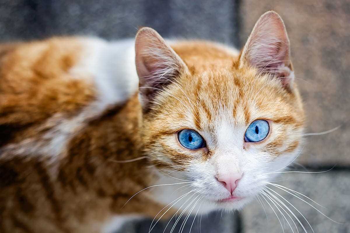 Vorsorgeuntersuchungen für gesunde Katzenaugen