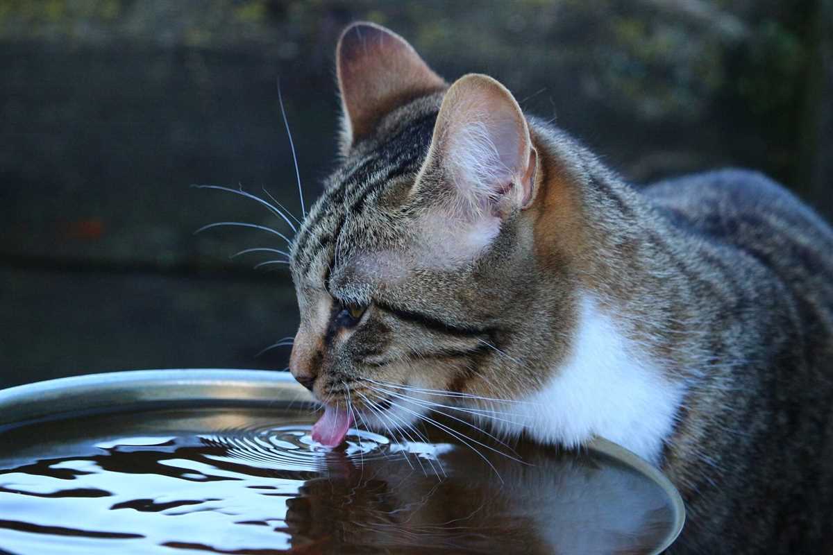 5. Leckerlis in Wasser einweichen