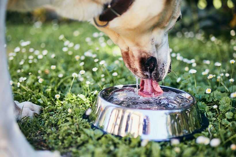 5. Vermeiden Sie übermäßige Wasserzufuhr vor oder nach dem Füttern