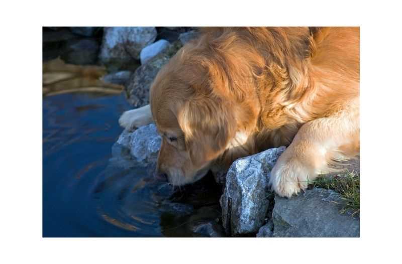 Warum trinkt mein Hund plötzlich so viel Wasser? | Tipps und Gründe