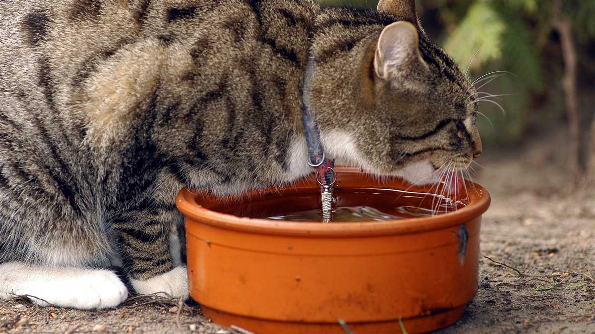 Einfluss von verschiedenen Faktoren auf das Trinkverhalten der Katze