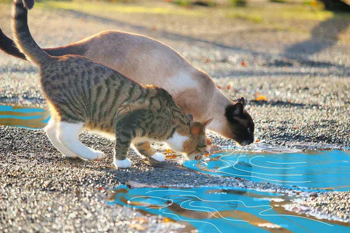 Wasserbedarf der Katze