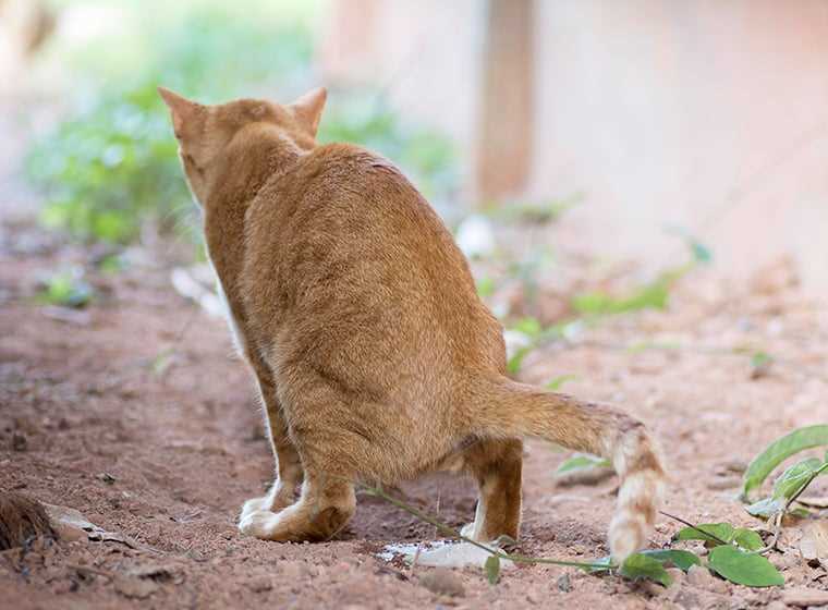 Warum urinieren Katzen in die Wohnung? | Tipps zur Beseitigung von Katzenurin