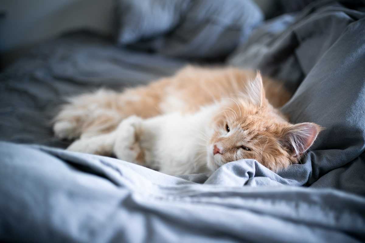 Vorbeugung von Katzenurinieren im Bett