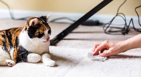 Warum uriniert meine Katze in die Wohnung? Erfahren Sie, wie Sie das Problem beheben können