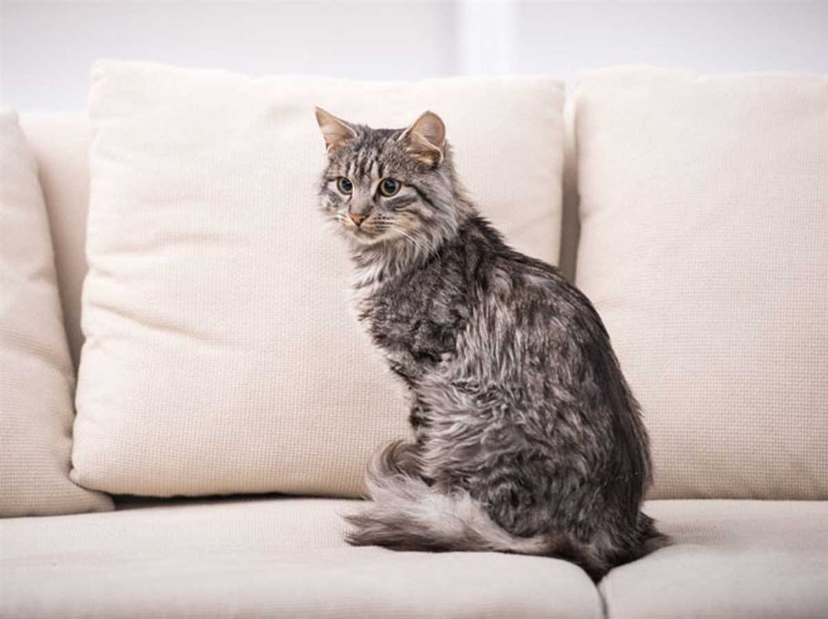 Warum sollten Sie Ihre Katze vom Tierarzt untersuchen lassen?