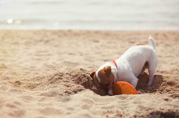 Warum vergraben Hunde Knochen? Die Erklärung für dieses Verhalten