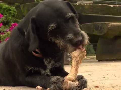 Die Bedeutung für die Gesundheit und das Wohlbefinden der Hunde