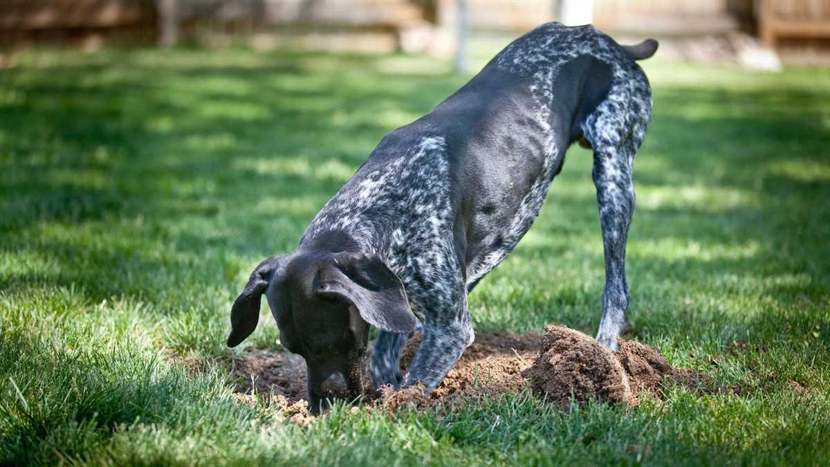 Gründe für das Knochenverstecken bei Hunden