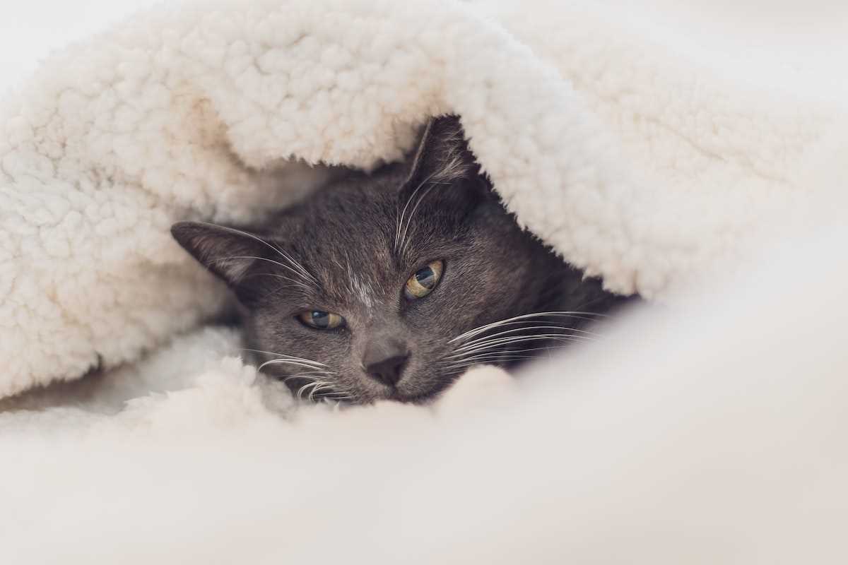 Warum versteckt sich meine Katze? Tipps und Lösungen