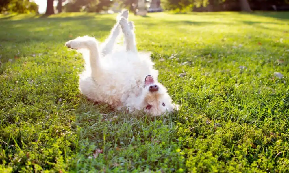 Warum wälzen sich Hunde im Gras? Die häufigsten Gründe erklärt!