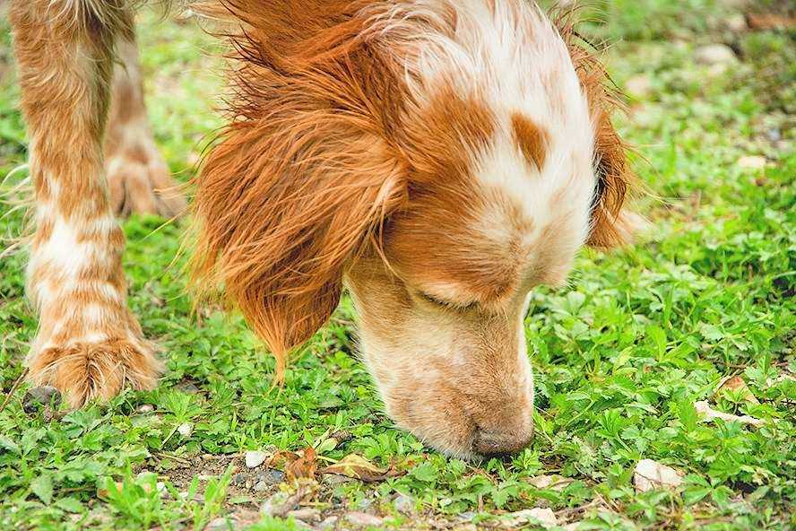 Kommunikation mit anderen Hunden