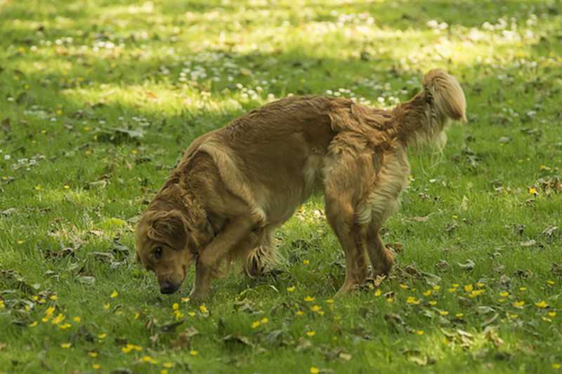 Warum wälzen sich Hunde in tote Tiere? Erfahren Sie hier die Gründe