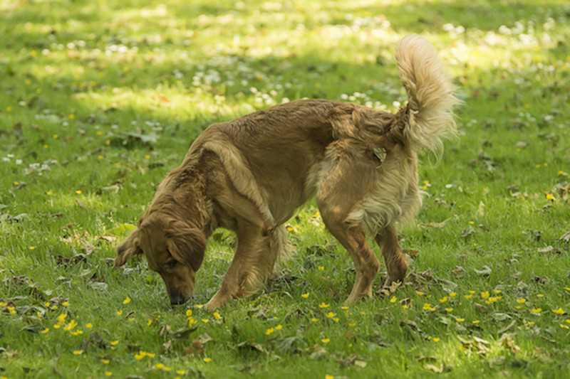 1. Jagdinstinkt